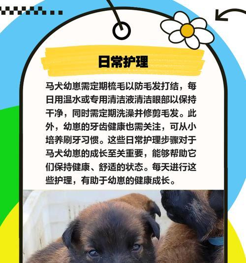 成年马犬的喂养注意事项（养马犬需知的关键要点和技巧）