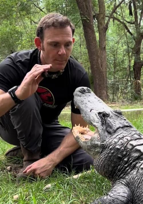 养条鳄鱼当宠物的指南（了解不同种类、饲养要点，让你成为合格的鳄鱼主人）