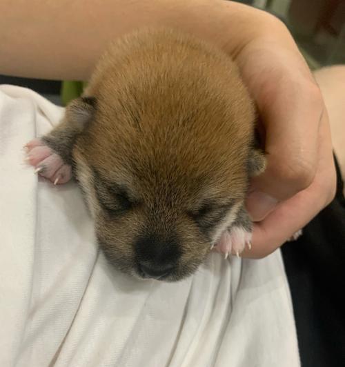 新生胎儿的视觉发育过程（探索胎儿睁眼时间的奥秘）