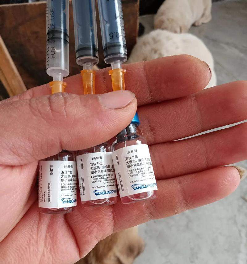 小狗疫苗接种计划与注意事项（了解小狗每个疫苗期间的时间和注意事项，让它健康成长）