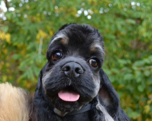 可卡犬的魅力与特点（探寻可卡犬的品种、性格和训练技巧）