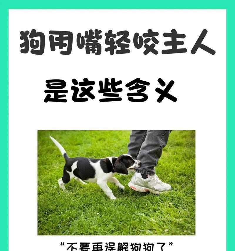 如何快速解决狗狗乱叫问题（使用零食训练，让你的狗狗停止乱叫）