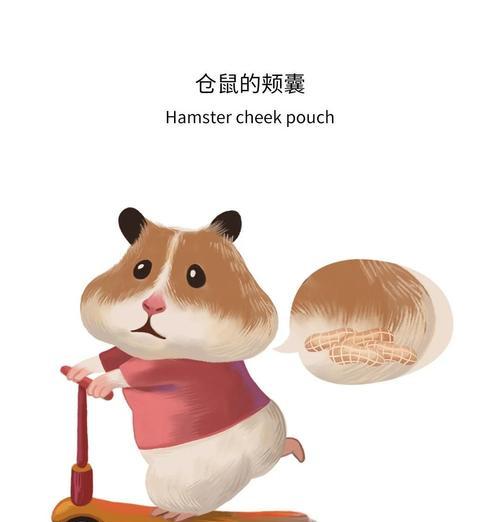 仓鼠颊囊中食物的储存时间有多长？（探索仓鼠颊囊的神奇能力及食物储存时间的关键因素）
