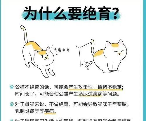 猫咪绝育手术费用是多少？（普通公猫绝育的价格和注意事项）