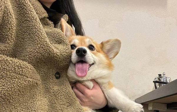 狗狗的鼻子是如何感知气味的？（探索狗狗喜欢的气味和它们的鼻子可以嗅探的臭味）