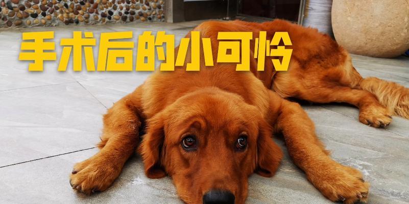 金毛绝育后的痊愈时间（了解金毛绝育术后痊愈所需时间的重要性）