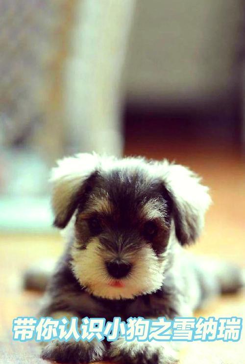 关于雪纳瑞幼犬的养护注意事项（培养健康快乐的雪纳瑞幼犬，关键在于细致养护）