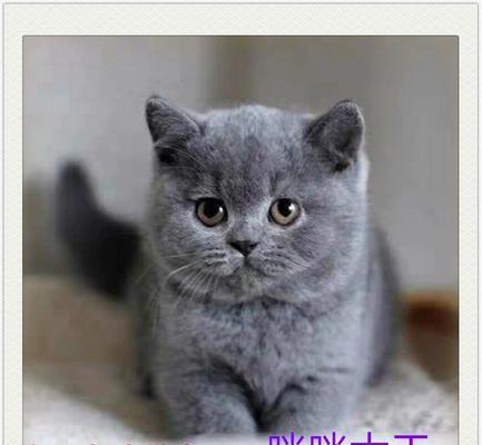 探秘折耳猫的特点与饲养技巧（了解折耳猫的起源及特色，打造幸福宠物生活）