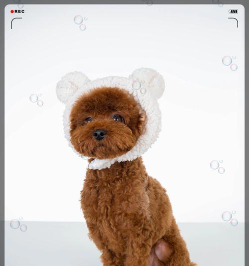 宠物泰迪造型（探索宠物泰迪造型的多样性与创意）