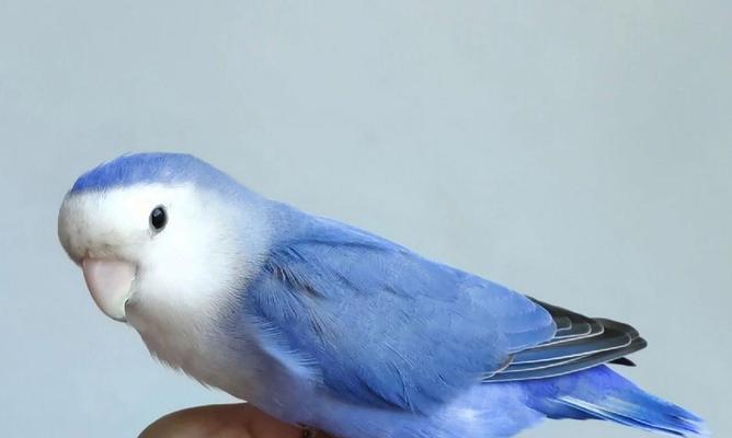 品味多样的以头类牡丹鹦鹉（探索以头类牡丹鹦鹉的多样品种及特点）