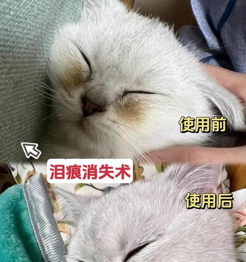 治疗狗狗眼屎多泪痕重的五个有效方法（有效无副作用的方法帮助治疗狗狗眼屎多泪痕重）