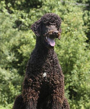 探索长毛狮子狗的品种之谜（探索长毛狮子狗的多样性与特征）