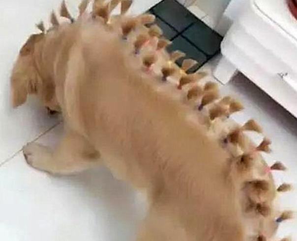 金毛狗月经后何时适合配狗（了解金毛狗的生理周期及最佳配狗时机）