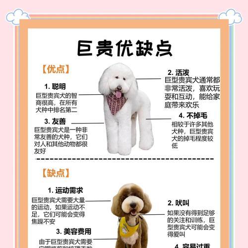 贵宾毛发要长多久？（贵宾犬的毛发生长周期和保养关键）