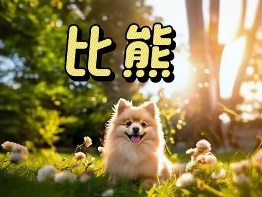 比熊洗澡频率（探究比熊洗澡的最佳频率，给您的宠物带来舒适与健康）