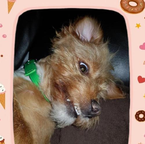 宠物狗感冒怎么办？快速摆脱病痛的3个措施！（帮助你的狗狗尽快恢复健康，远离感冒的困扰。）