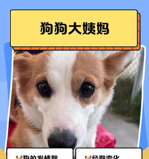 大狗的月经周期（探究大狗的生理周期和繁殖特征）