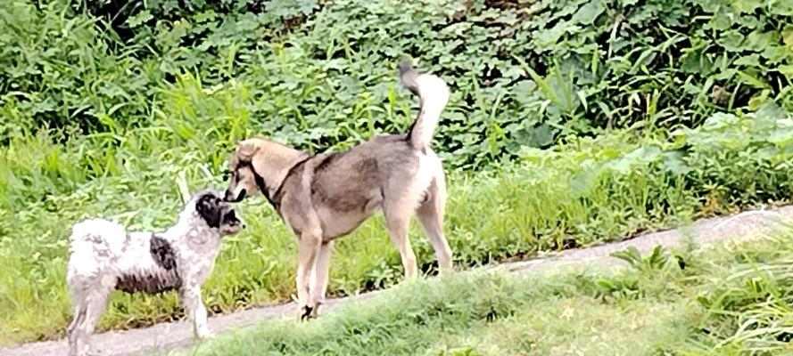 小狗的门卫职责（忠诚守护家园的小狗们）