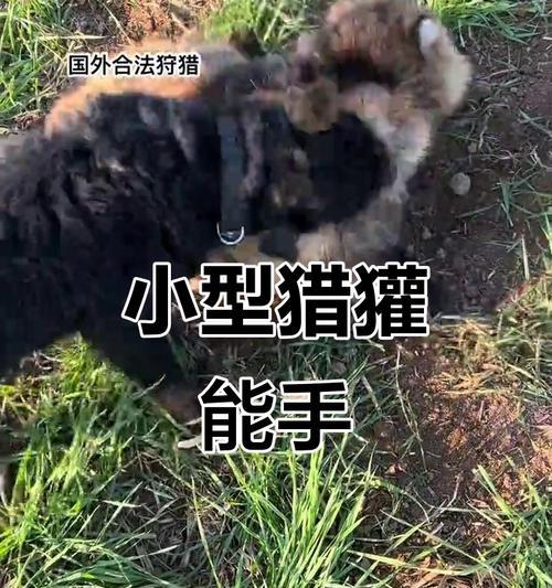 养德国猎梗的技巧（全面了解猎犬的特点和饲养要点，让你成为优秀的猎梗主人）