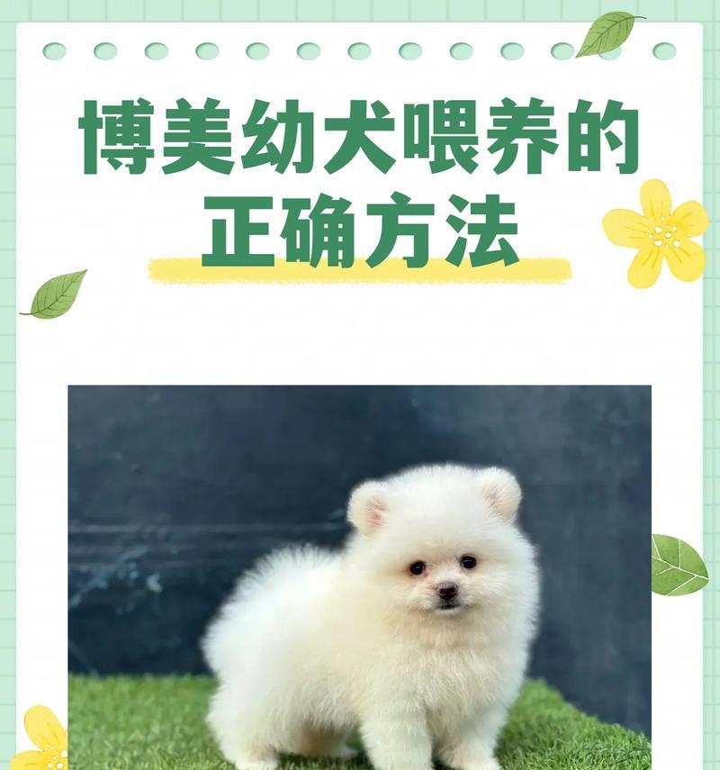 探秘博美犬的性格和特点（了解宠物的伴侣——博美犬）