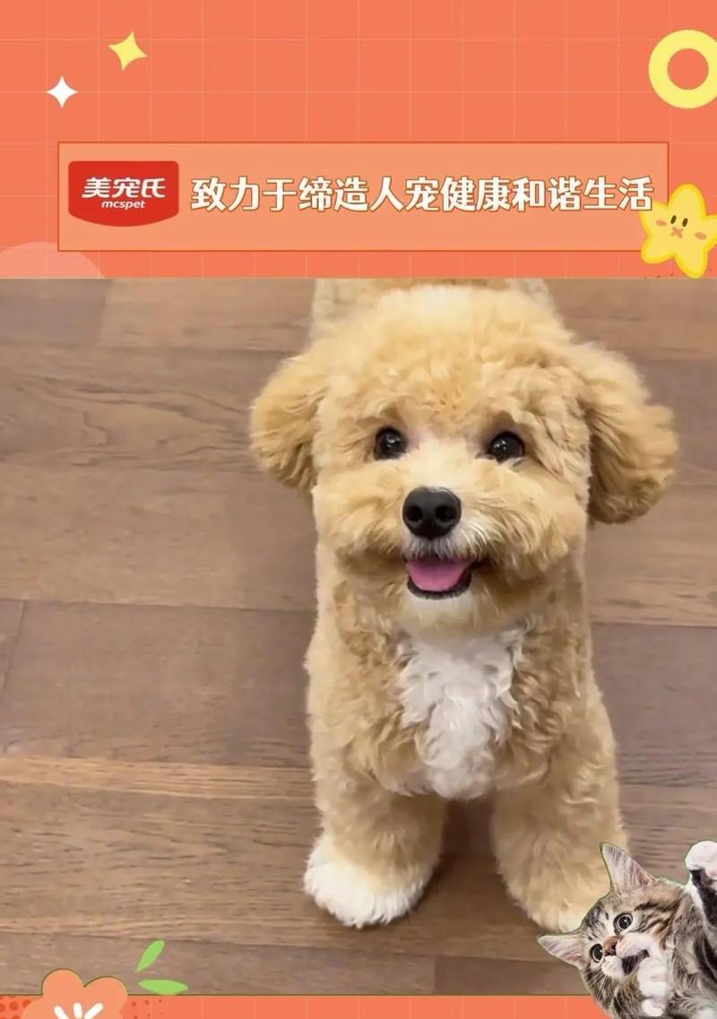 泰迪犬患病的注意事项（以宠物为主，关注它的健康）