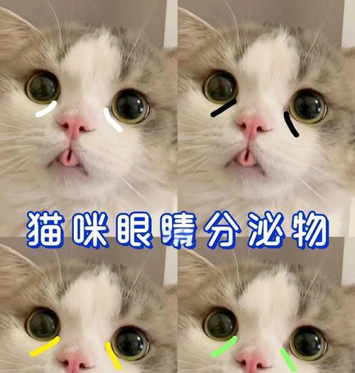 幼猫眼睛颜色变化之谜（探究幼猫眼睛颜色变化的原因与时间）