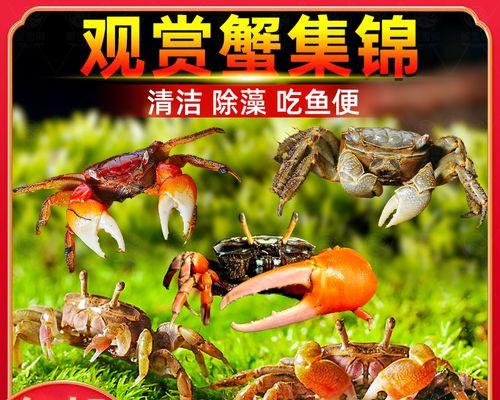 混养动物的乐趣与挑战（探索多种动物混养的奇妙世界）