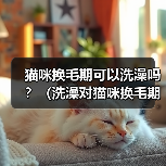 猫咪换毛期可以洗澡吗？（洗澡对猫咪换毛期的影响和注意事项）（图3）