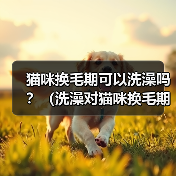 猫咪换毛期可以洗澡吗？（洗澡对猫咪换毛期的影响和注意事项）（图2）