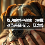 玫瑰的养护指南（掌握这些关键技巧，打造美丽玫瑰花园）（图2）