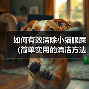 如何有效清除小猫眼屎（简单实用的清洁方法及注意事项）（图2）