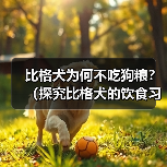 比格犬为何不吃狗粮？（探究比格犬的饮食习惯及注意事项）（图2）