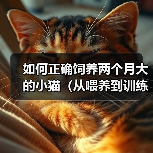 如何正确饲养两个月大的小猫（从喂养到训练，全面指南帮助您养育健康快乐的小猫）（图4）