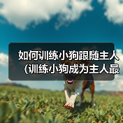 如何训练小狗跟随主人（训练小狗成为主人最忠诚的伙伴）（图3）