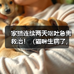 家猫连续两天呕吐急需救治！（猫咪生病了，如何正确护理？）（图2）