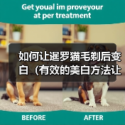 如何让暹罗猫毛剃后变白（有效的美白方法让暹罗猫的毛色焕发新生）