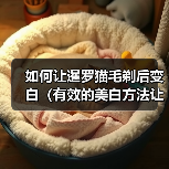 如何让暹罗猫毛剃后变白（有效的美白方法让暹罗猫的毛色焕发新生）（图4）