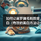 如何让暹罗猫毛剃后变白（有效的美白方法让暹罗猫的毛色焕发新生）（图2）