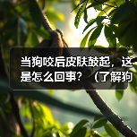 当狗咬后皮肤鼓起，这是怎么回事？（了解狗咬引起皮肤鼓起的原因及处理方法）（图2）