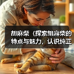 胡麻柴（探索胡麻柴的特点与魅力，认识纯正血统的柴犬之美）（图3）