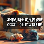 如何判断土狗是否能够立耳？（土狗立耳判断方法及关键要点）（图2）