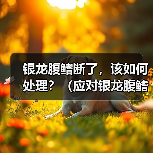 银龙腹鳍断了，该如何处理？（应对银龙腹鳍断裂的紧急措施与后续护理）（图4）