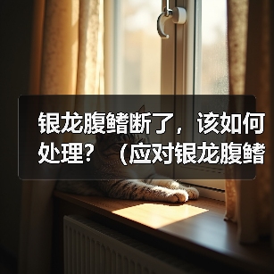 银龙腹鳍断了，该如何处理？（应对银龙腹鳍断裂的紧急措施与后续护理）（图2）