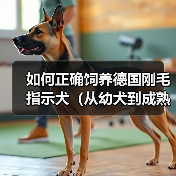如何正确饲养德国刚毛指示犬（从幼犬到成熟期，一步步指导饲养方法）（图2）