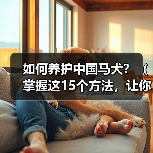 如何养护中国马犬？（掌握这15个方法，让你的宠物健康快乐成长！）（图3）