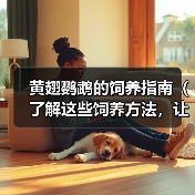 黄翅鹦鹉的饲养指南（了解这些饲养方法，让你的黄翅鹦鹉健康快乐）