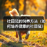 社田鼠的饲养方法（如何培养健康的社田鼠）（图2）
