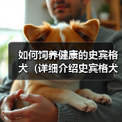 如何饲养健康的史宾格犬（详细介绍史宾格犬的饲养方法，让您的爱宠健康成长）