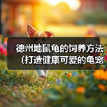 德州地鼠龟的饲养方法（打造健康可爱的龟宠，让它快乐生活）（图3）