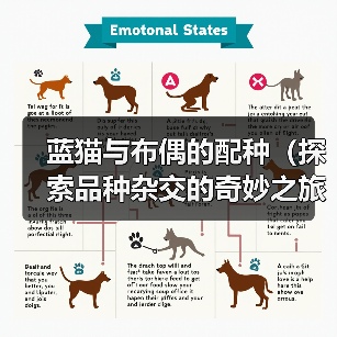 蓝猫与布偶的配种（探索品种杂交的奇妙之旅）（图2）
